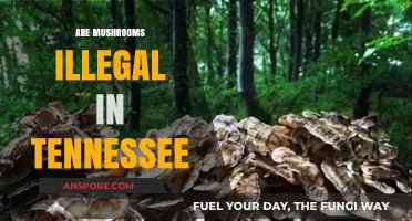 Mushroom Laws in Tennessee: What's the Deal?