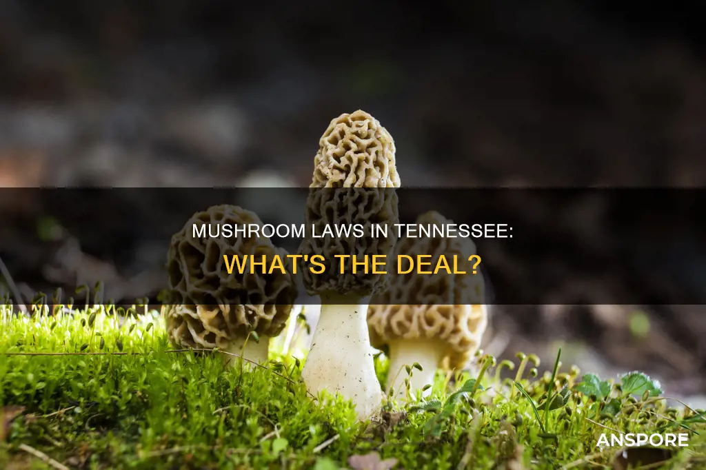 are mushrooms illegal in tennessee