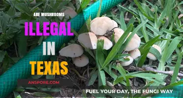 Mushroom Laws in Texas: What's the Deal?