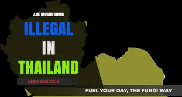 Thailand's Mushroom Laws: What's the Deal?