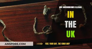 Mushroom Legality in the UK: What's the Verdict?