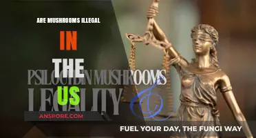 Are Mushrooms Illegal in the US? Understanding Psilocybin Laws