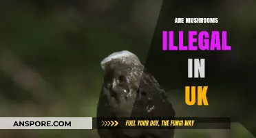 Mushroom Laws in the UK: What's the Deal?