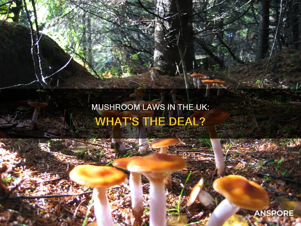 are mushrooms illegal in uk