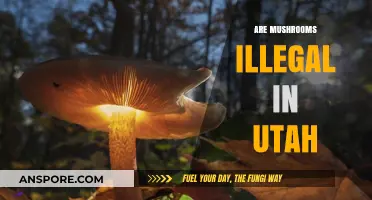 Mushroom Laws in Utah: What's the Deal?