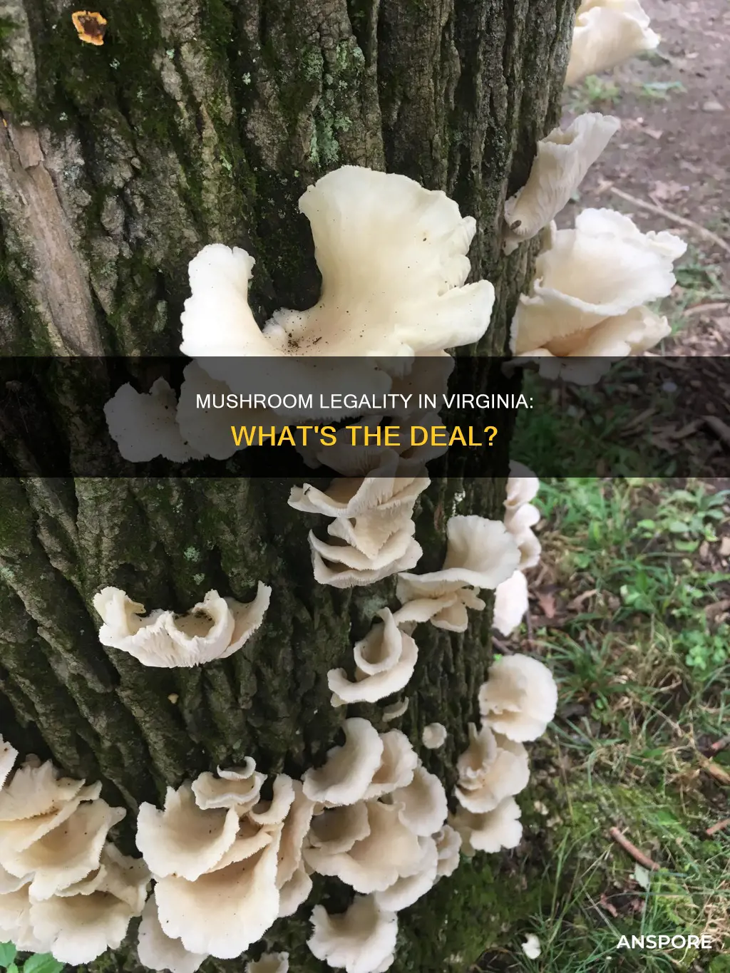 are mushrooms illegal in va