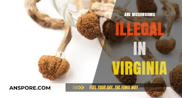 Mushroom Laws in Virginia: What's the Deal?