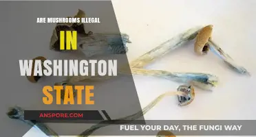 Mushroom Laws in Washington State: What's the Verdict?