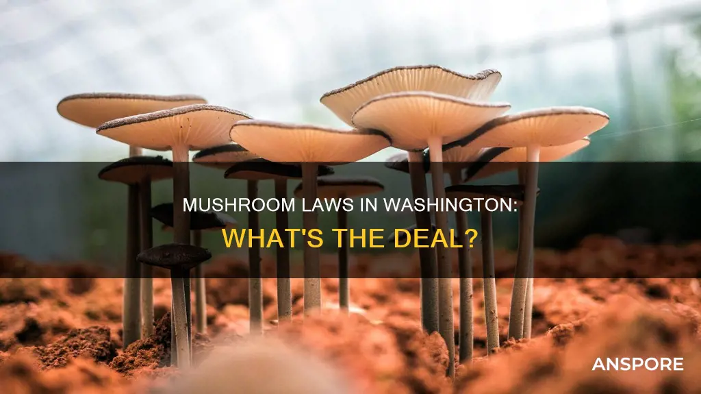 are mushrooms illegal in washington