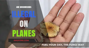 Mushrooms on Planes: What's the Deal?