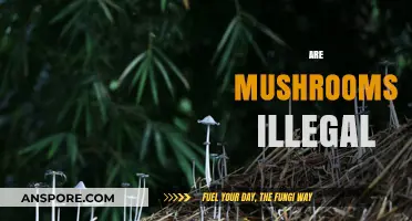 Mushrooms: Are They Legal or Not?