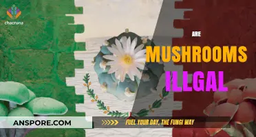 Mushrooms: Are They Legal or Not?
