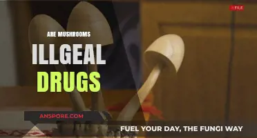 Mushrooms: Legal or Illegal?