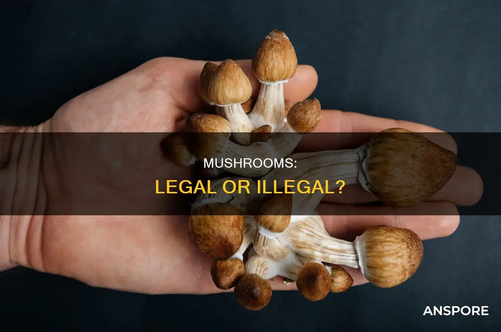 are mushrooms illgeal drugs