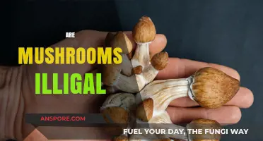 Mushrooms: Are They Legal or Not?