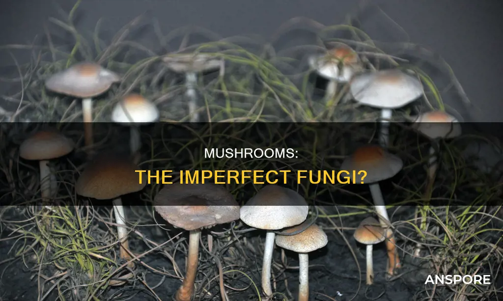 are mushrooms imperfect fungi