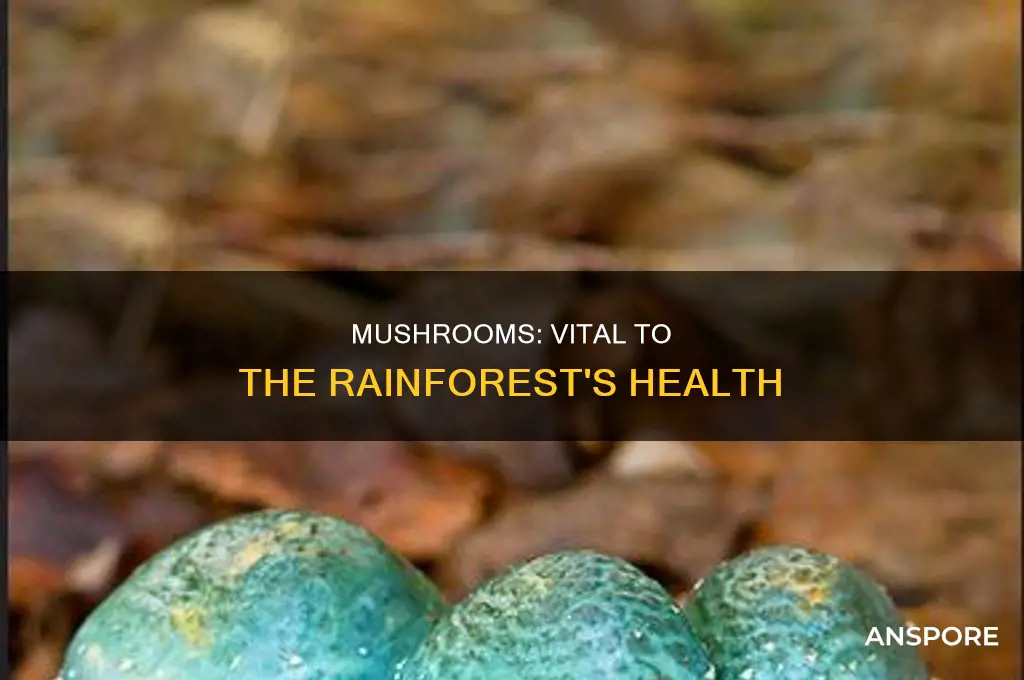 are mushrooms important to the rainforest