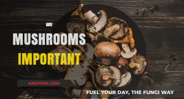 Mushrooms: Essential for Our Health and Planet