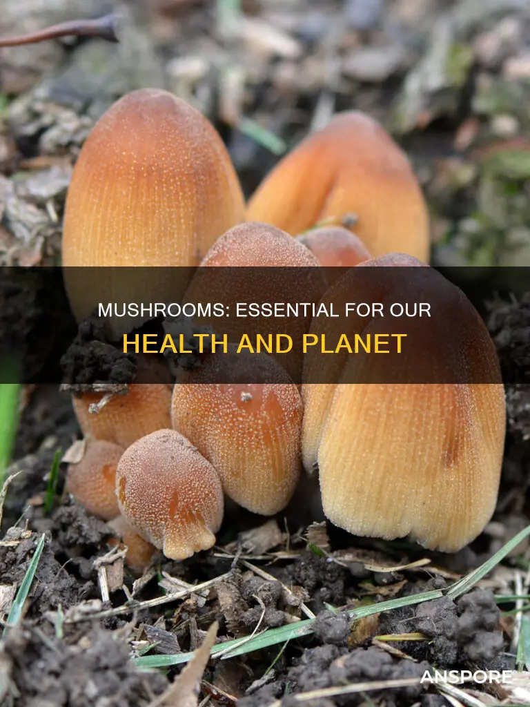 are mushrooms important