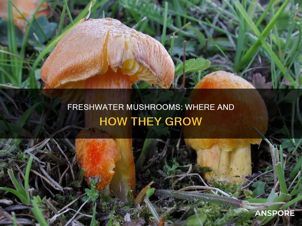 are mushrooms in freshwater