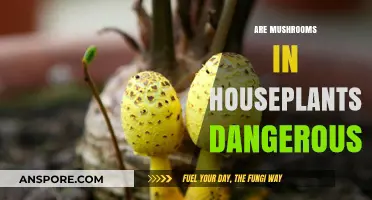 Mushrooms in Houseplants: Are They Toxic?