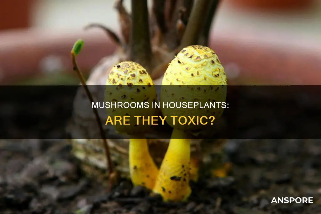 are mushrooms in houseplants dangerous