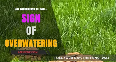 Mushrooms: Overwatering's Unwanted Guests in Your Lawn