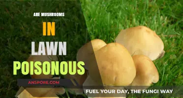 Are Lawn Mushrooms Poisonous? Identifying Safe and Toxic Varieties