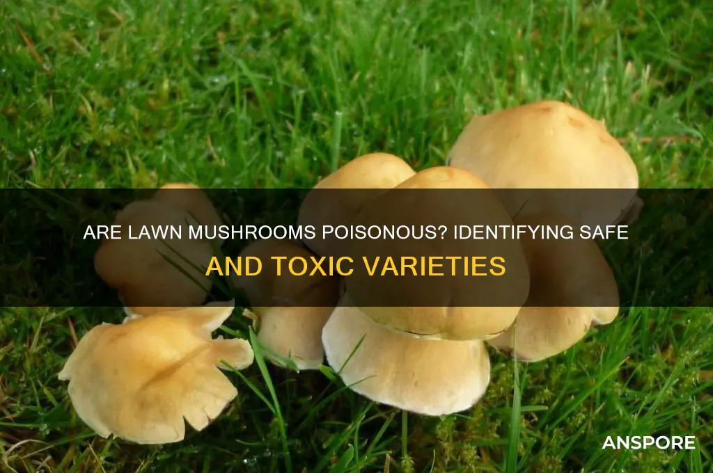 are mushrooms in lawn poisonous