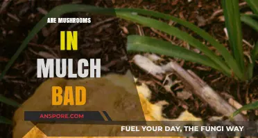 Mushrooms in Mulch: Are They Harmful or Harmless?