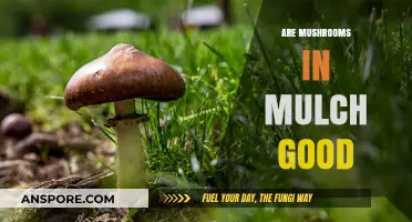 Mushrooms in Mulch: Benefits, Concerns, and Gardening Tips Explained