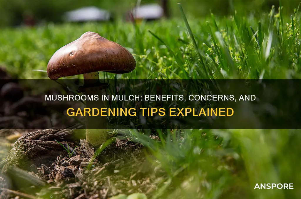 are mushrooms in mulch good