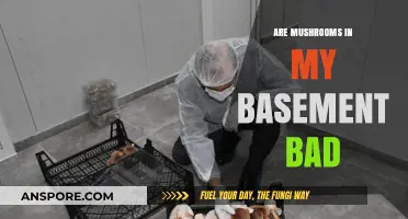 Mushrooms in Basement: Harmless Growth or Hidden Health Hazard?