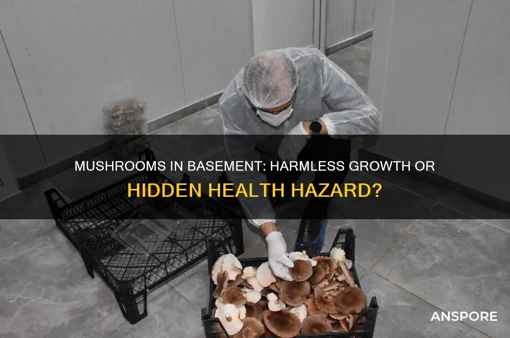 are mushrooms in my basement bad