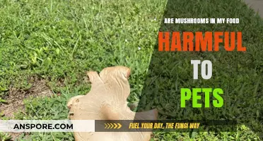Mushrooms in Your Food: Are They Safe for Pets?