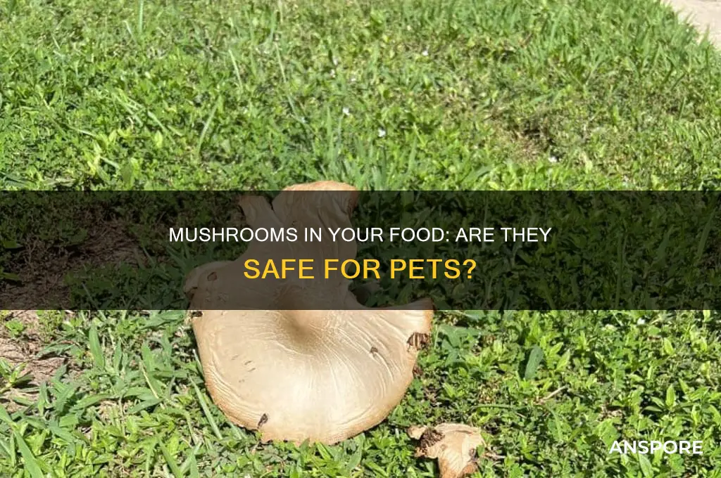 are mushrooms in my food harmful to pets