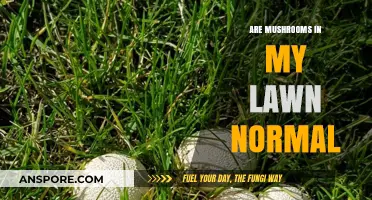 Mushrooms in Your Lawn: Friend or Foe?