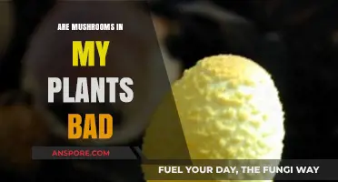 Mushrooms in Your Plants: Friend, Foe, or Fungal Concern?