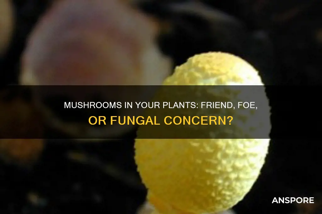 are mushrooms in my plants bad