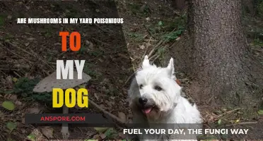 Yard Mushrooms: Are They Poisonous to Dogs?