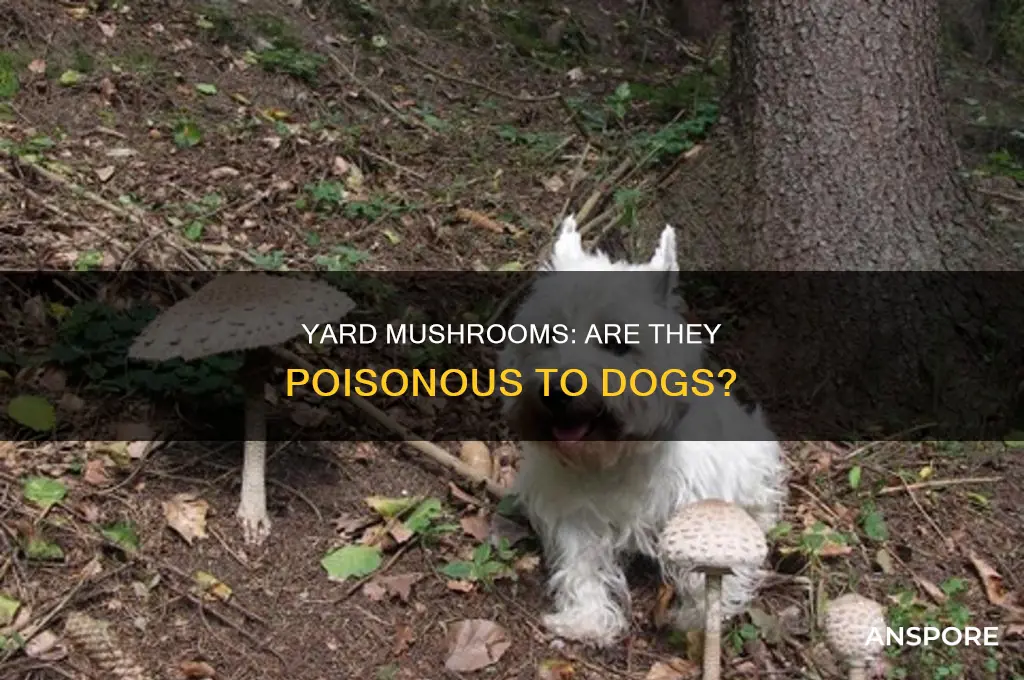 are mushrooms in my yard poisonious to my dog