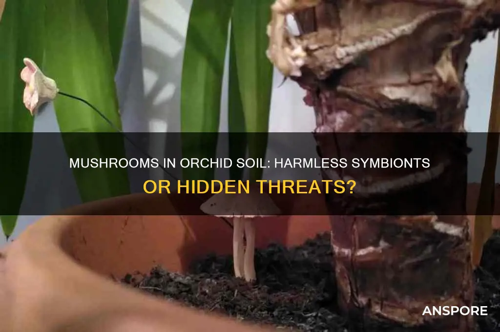 are mushrooms in orchid soil bad