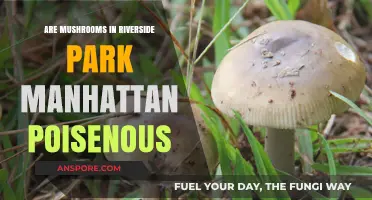 Mushroom Foraging in Manhattan: Are They Poisonous?