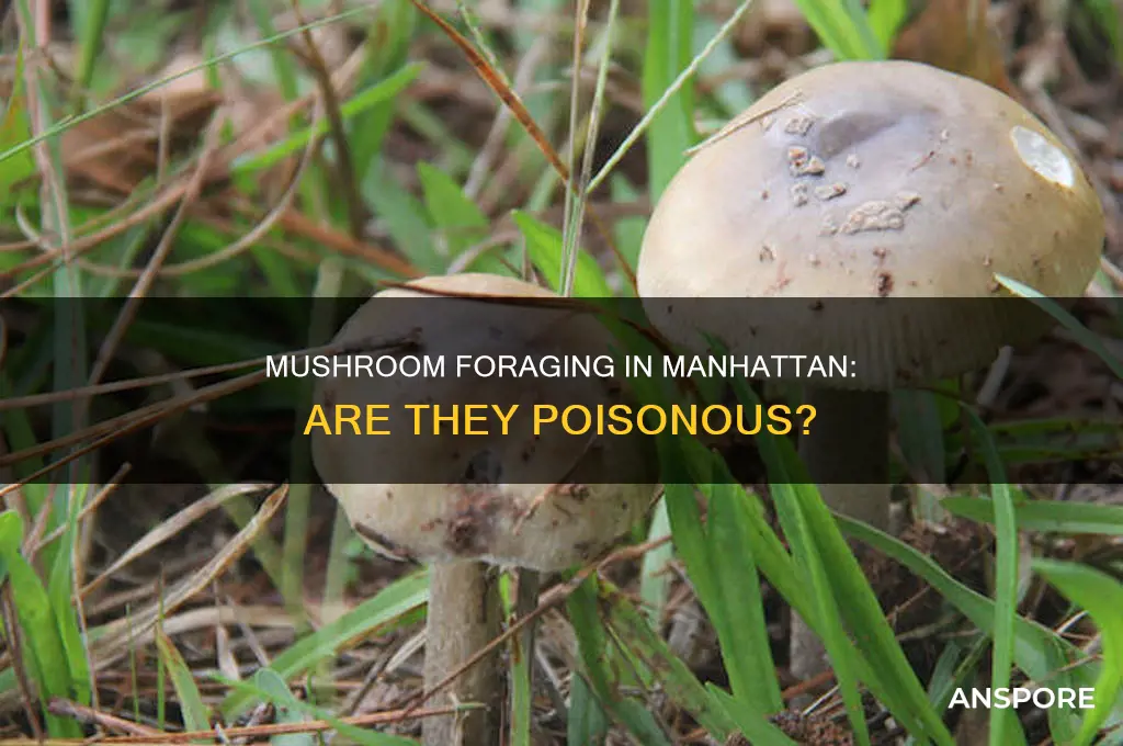 are mushrooms in riverside park manhattan poisenous