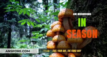 Mushroom Seasonality: When to Find Fresh Mushrooms