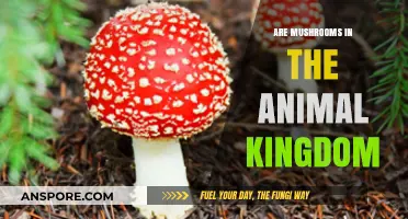 Mushrooms: Animal Kingdom's Odd Ones Out