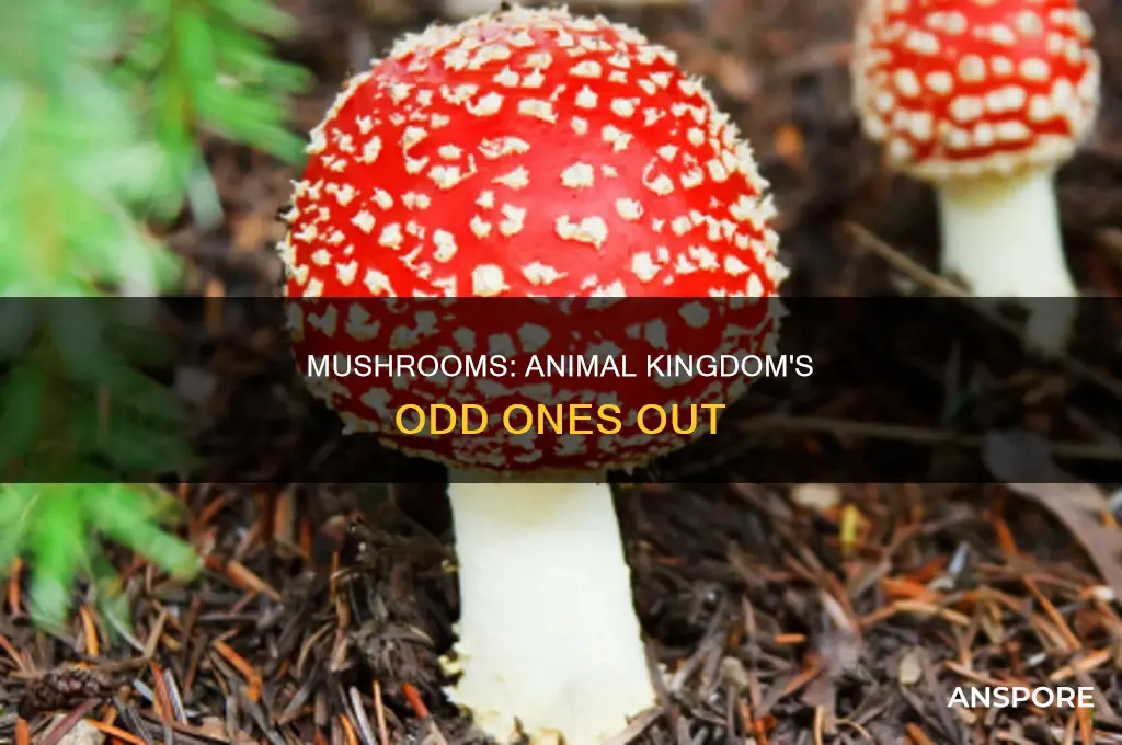 are mushrooms in the animal kingdom