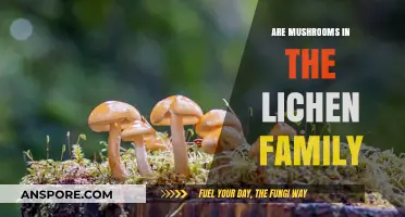 Mushrooms and Lichens: What's the Relationship?