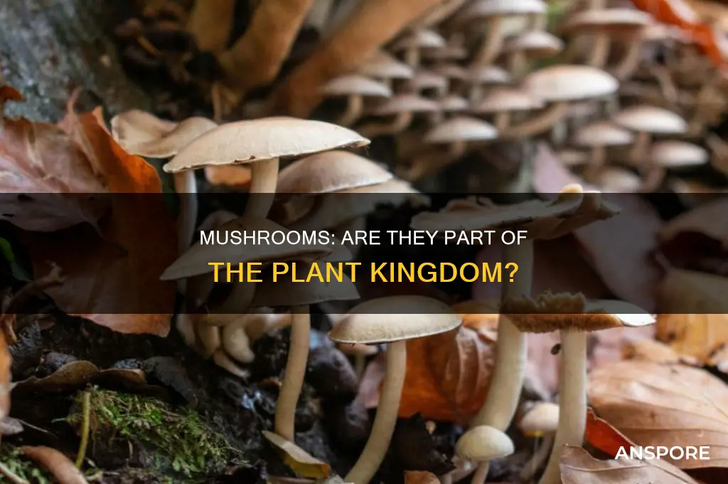 are mushrooms in the plant group