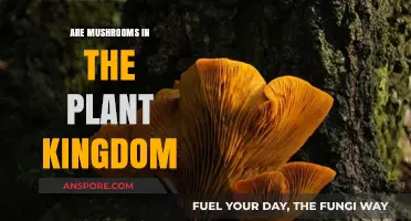 Mushrooms: A Kingdom of Their Own